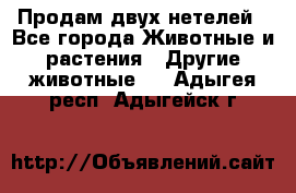 Продам двух нетелей - Все города Животные и растения » Другие животные   . Адыгея респ.,Адыгейск г.